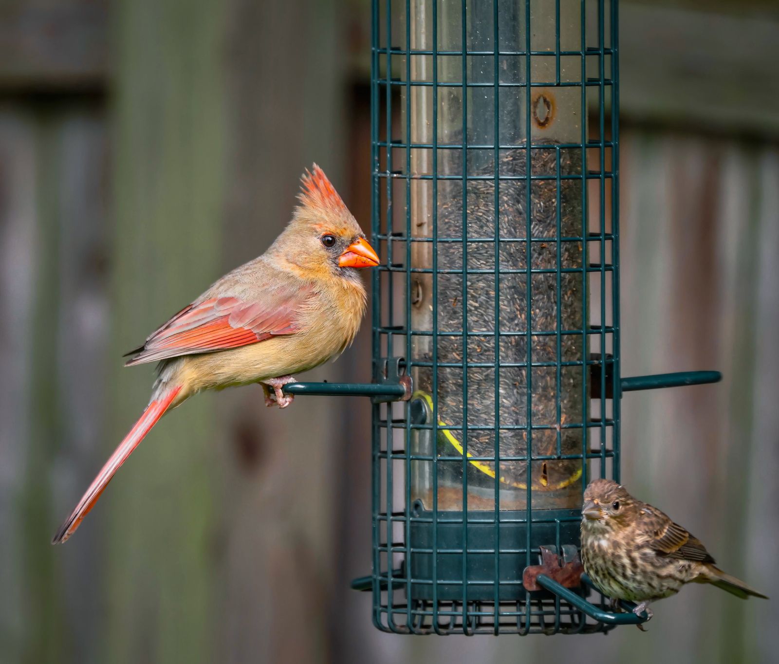 A cardinal and a finch sharing a backyard bird feeder