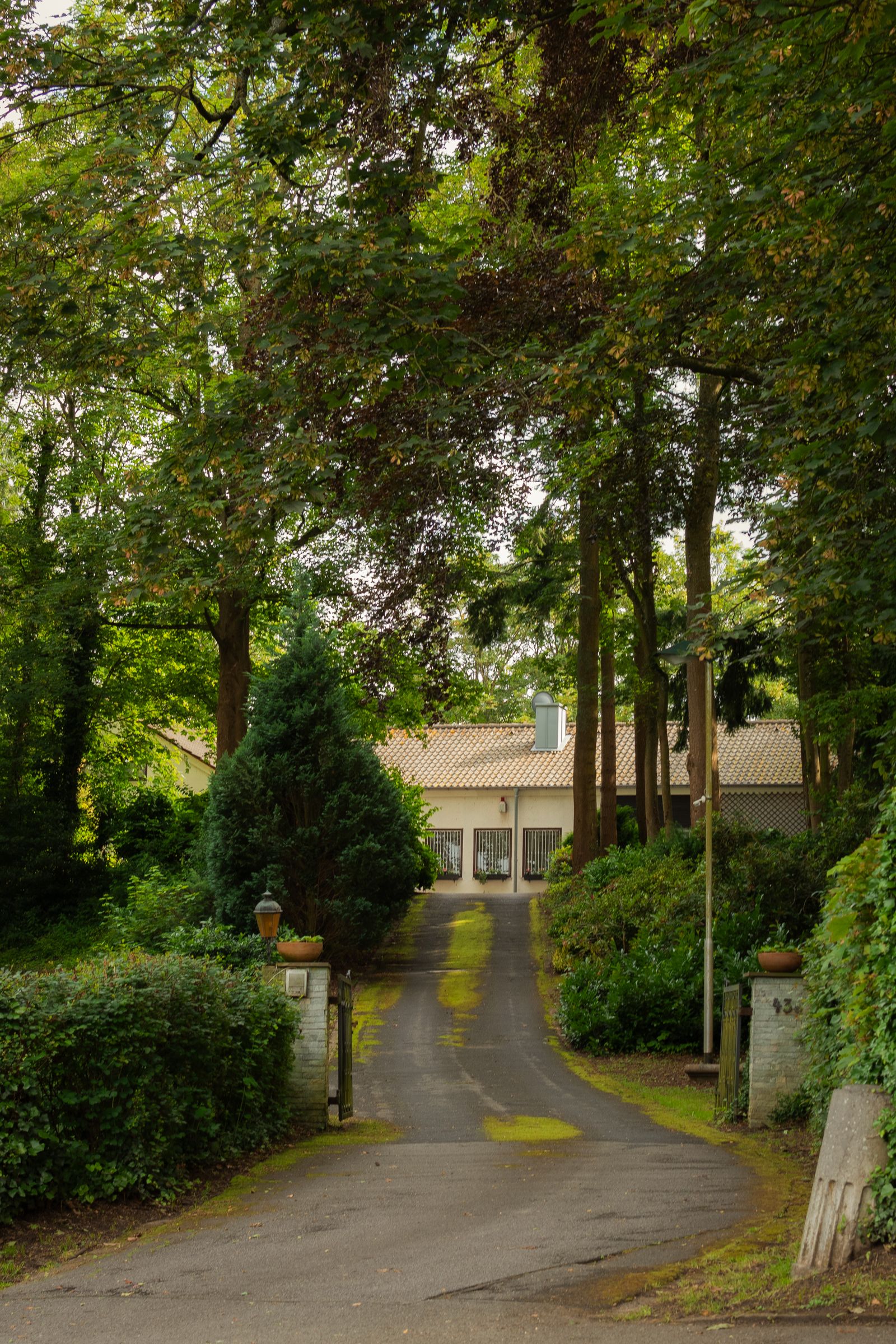 Long tree-lined driveway leading to a house in the woods